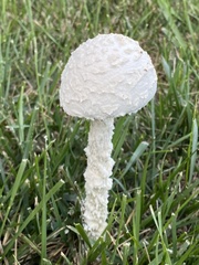 Saproamanita thiersii