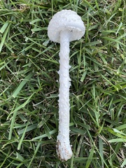 Saproamanita thiersii