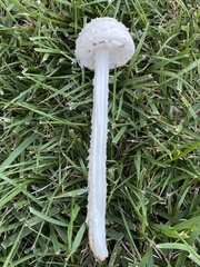 Saproamanita thiersii