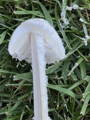 Saproamanita thiersii