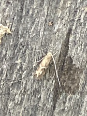 Oinophila v-flava
