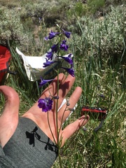 Delphinium polycladon