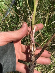 Delphinium polycladon