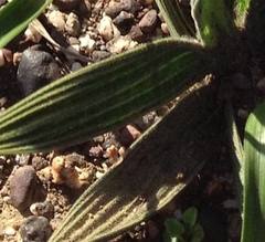 Babiana patula