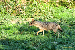 Canis aureus indicus