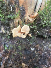 Spathulariopsis velutipes