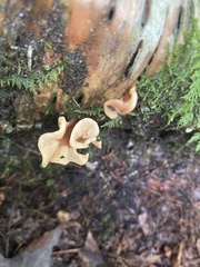 Spathulariopsis velutipes