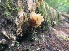 Spathulariopsis velutipes