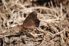Catacroptera cloanthe cloanthe