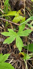 Anemonastrum canadense