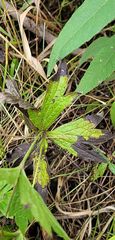 Anemonastrum canadense