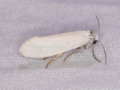 Tegeticula