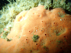 Dragmacidon mexicanum