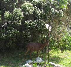 Raphicerus melanotis
