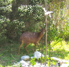 Raphicerus melanotis