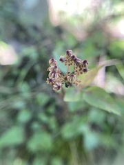 Thaspium trifoliatum trifoliatum