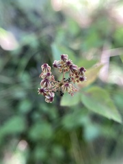Thaspium trifoliatum trifoliatum
