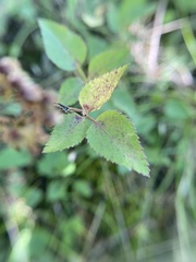 Thaspium trifoliatum trifoliatum