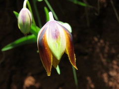 Calochortus purpureus