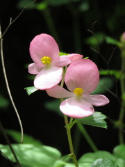Begonia bulbillifera