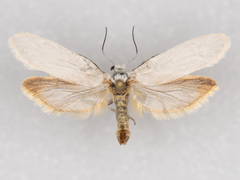 Tegeticula