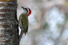 Xiphidiopicus percussus