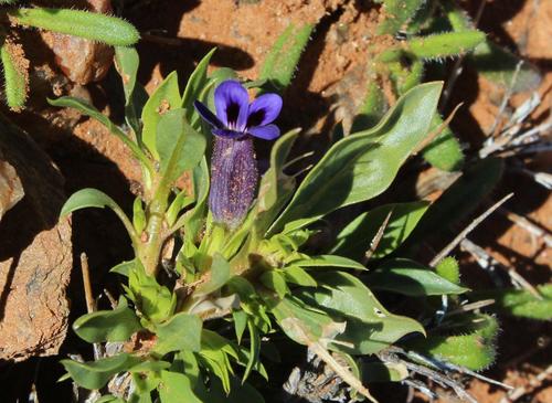 Aptosimum viscosum (Aptosimum viscosum)