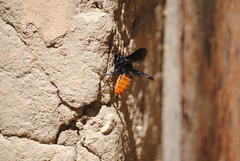 Megachilini
