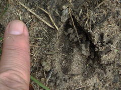 Tragelaphus sylvaticus sylvaticus