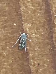 Oinophila v-flava