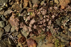 Eriogonum microtheca alpinum