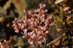 Eriogonum microtheca alpinum