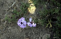 Glandularia tenera