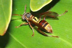 Polistes humilis synoecus