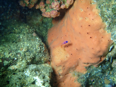 Dragmacidon mexicanum