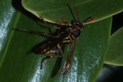 Polistes humilis synoecus