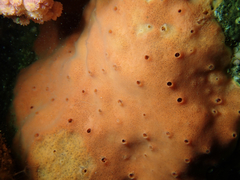 Dragmacidon mexicanum