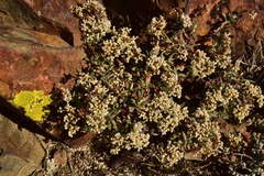 Eriogonum microtheca alpinum