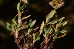 Eriogonum microtheca alpinum