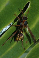 Polistes humilis synoecus