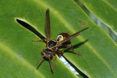 Polistes humilis synoecus