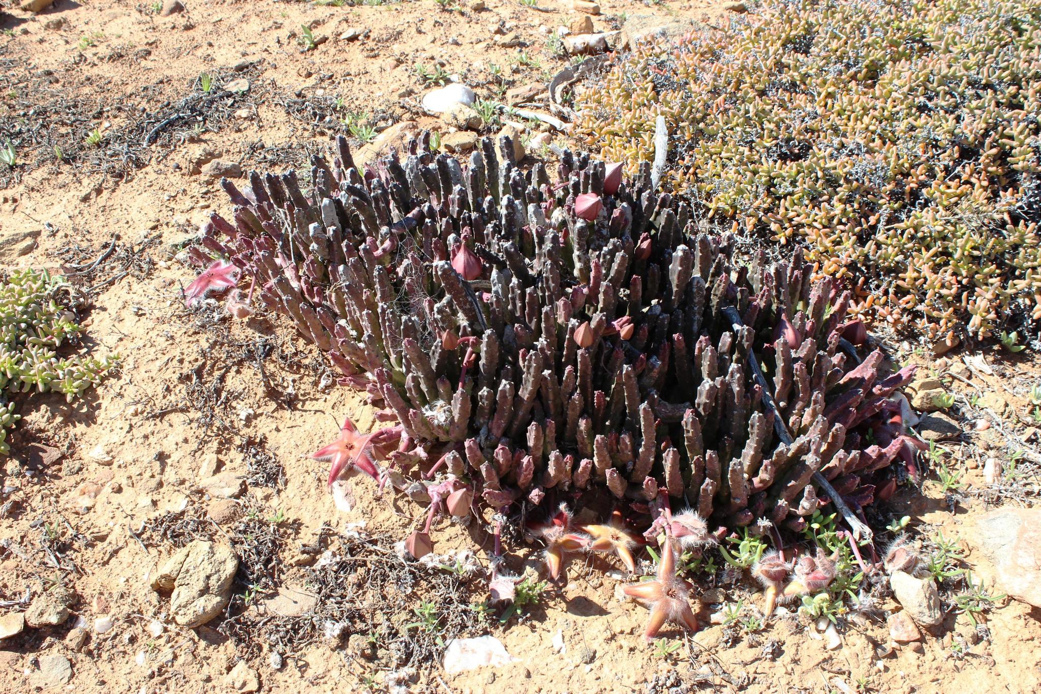 Stapelia hirsuta var. tsomoensis 2