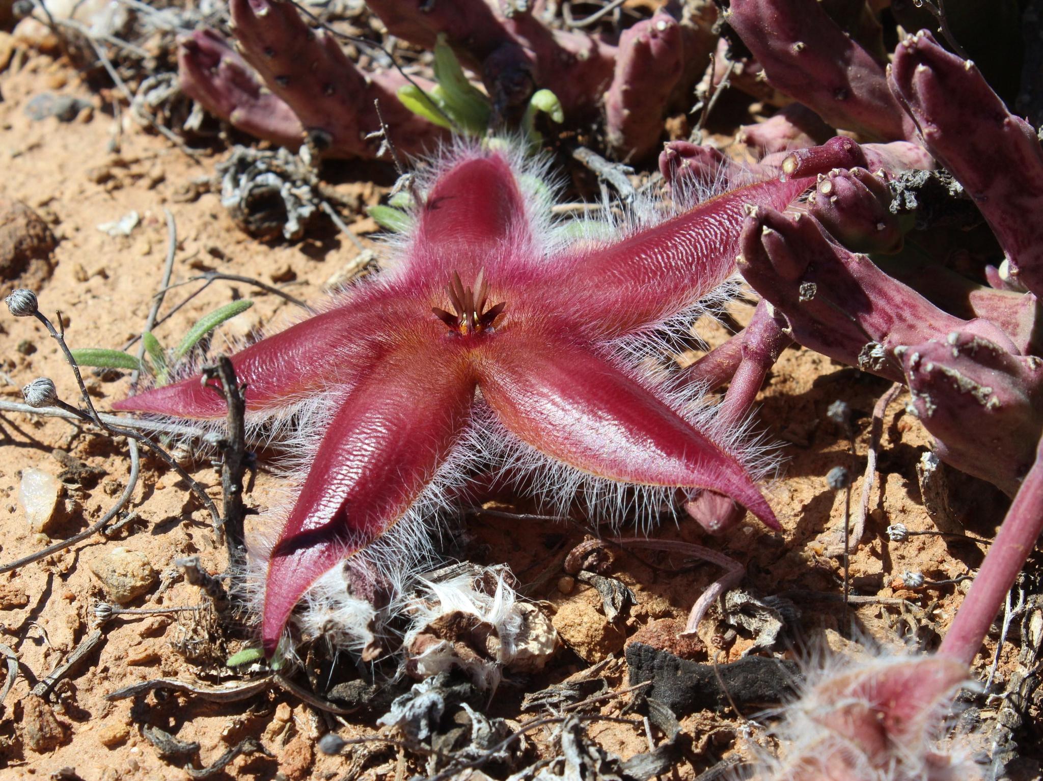 Stapelia hirsuta var. tsomoensis 3