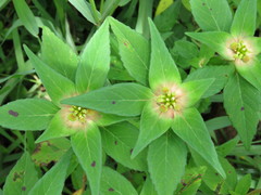 Euphorbia schiedeana