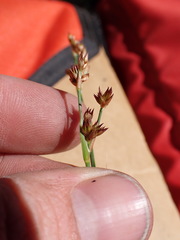 Juncus macrandrus