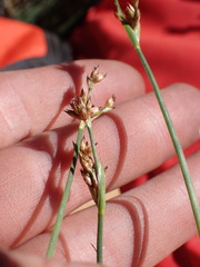 Juncus macrandrus