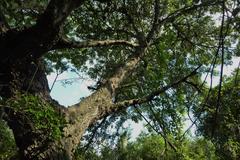Vachellia robusta clavigera