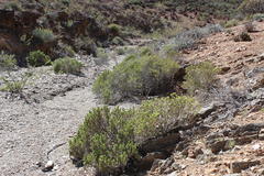 Monechma mollissimum