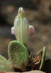 Monechma mollissimum