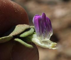 Monechma mollissimum